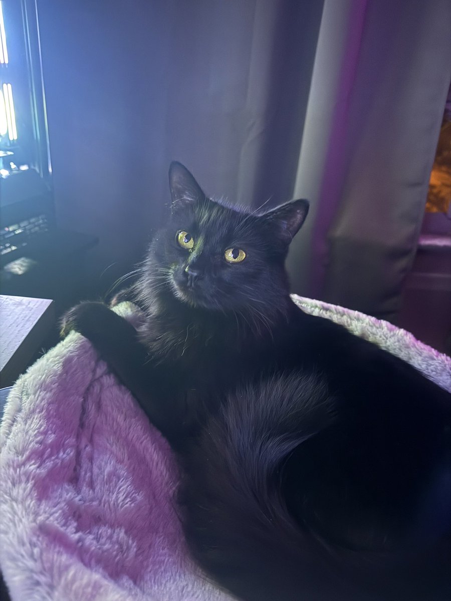 susbreeTTV's tweet photo. @SirenPHDTV Oh I’m so happy! The names of my two are Mable Marie and Penelope Louise! Mable was the one we found on Halloween. https://t.co/xsdXx4IlTU