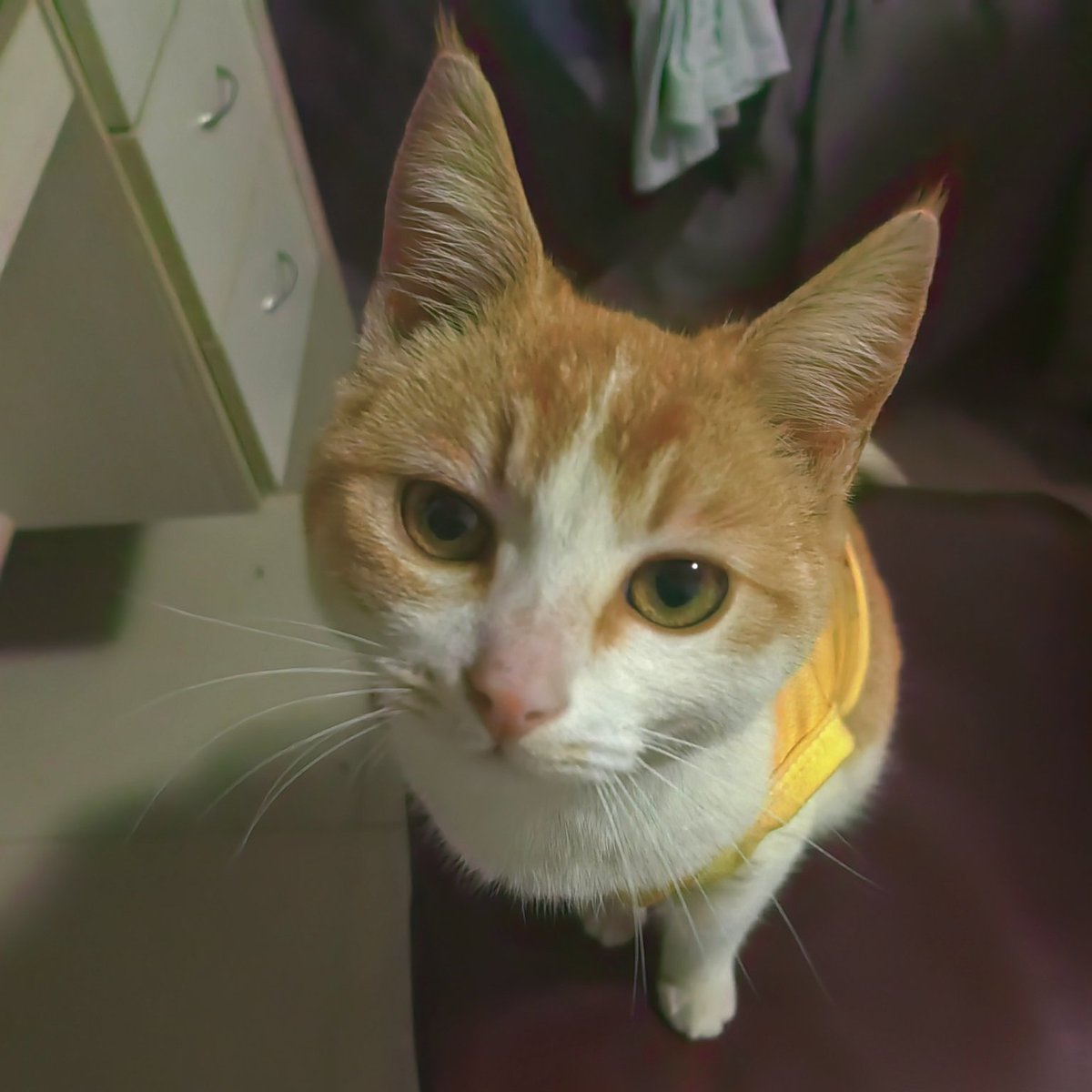 0u0sho_666's tweet photo. 大好きな猫ちゃん、6/2から戻ってこない。見つからないし、探すお金もない。経済的に独立してない自分が恨めしい。来月で一緒にいてくれて1年だったはずなのに、今どこにいるかもわからない。🥲🥲🥲
こういうときだけ、本気で大人になりたくなるんだよね。 https://t.co/qlwPQwcomN