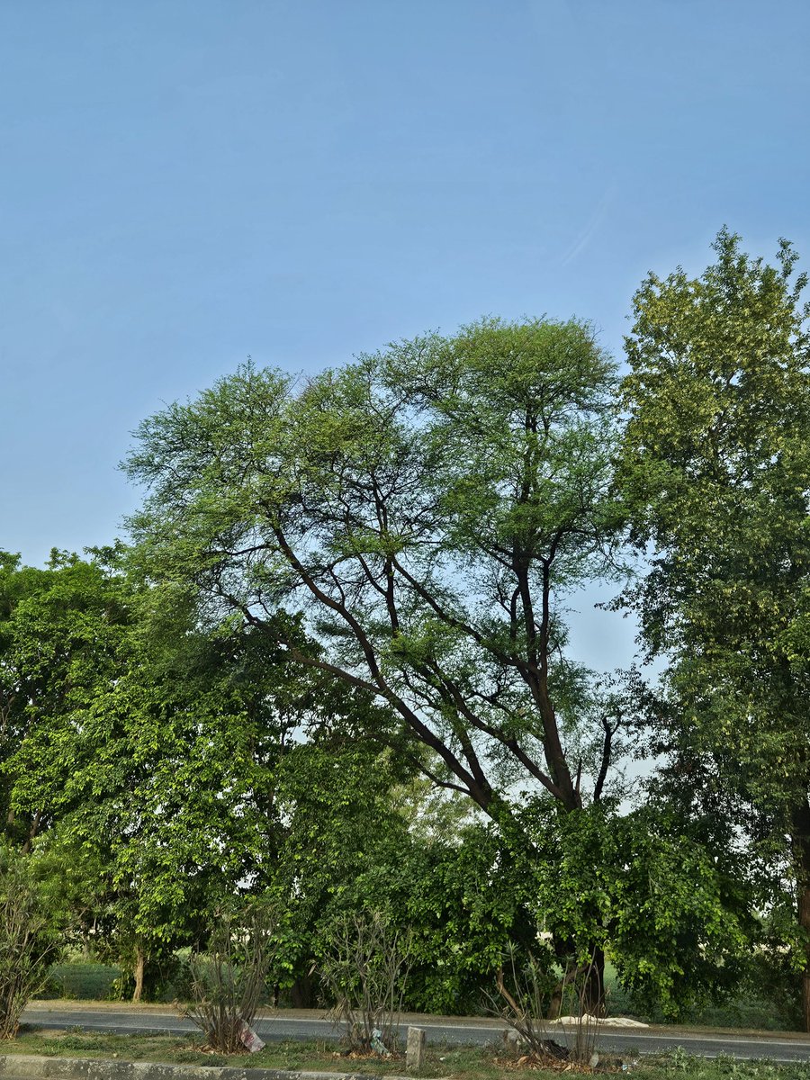 Yashasvi88's tweet photo. Planet need more Trees 🌳

Share your tree photographs

#theme_pic_india_trees https://t.co/AwB8kiF2W2