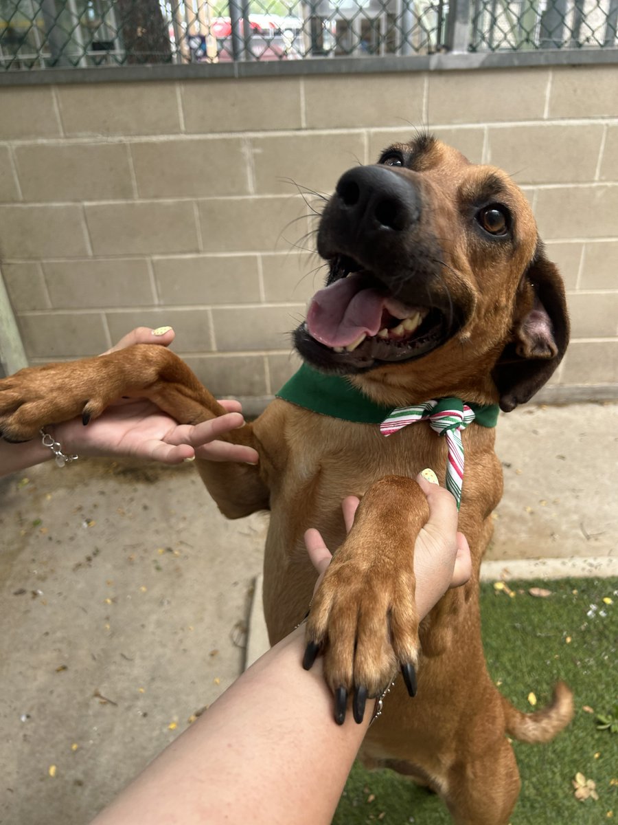 sahumane's tweet photo. Steven (2-yr-old Hound mix) is heartworm positive, but his treatment is covered through participating VCA hospitals. He just needs a dedicated adopter who is ready to help him continue his journey back to a healthy, happy life. Steven remains a gentle total sweetheart 🥰. https://t.co/NdhFA2NJCE