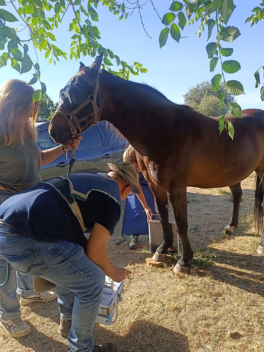 MadHelpHorses's tweet photo. Lushi lleva mucho tiempo con problemas de movilidad que mejoraban y empeoraban.
Es una yegua joven con serios problemas en los ligamentos de sus patas traseras y a consecuencia ha desarrollado una artrosis bastante avanzada. 
Tendrá un tratamiento crónico para tratar el dolor. https://t.co/b0N15M5mda