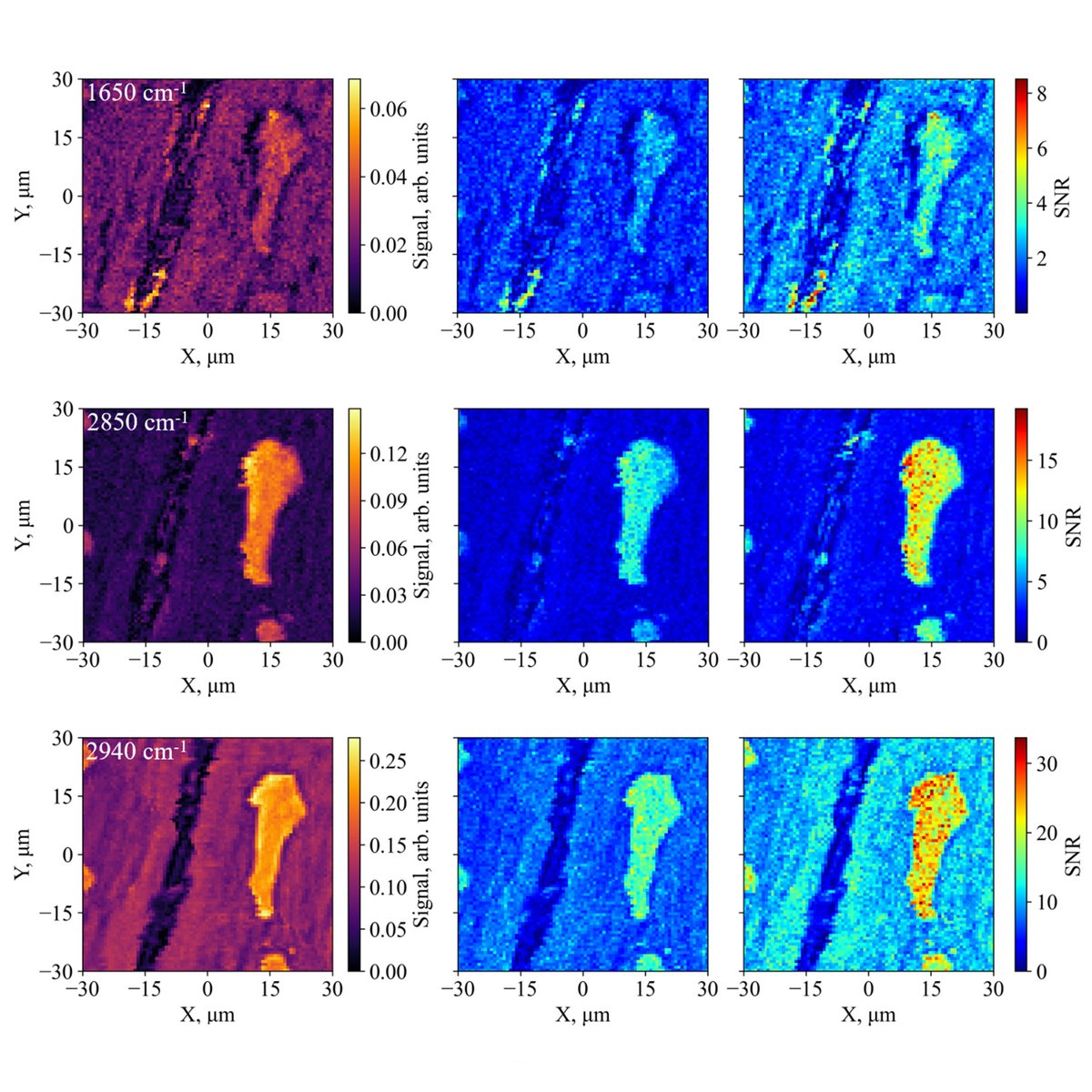 OpticaPubsGroup's tweet photo. Via #OPG_OpticaQ: Broadly tunable quantum-enhanced Raman microscopy for advancing bioimaging https://t.co/jugy7jd7Fc #QuantumImaging #RamanScattering @DTUtweet https://t.co/GlpQRcTU2V