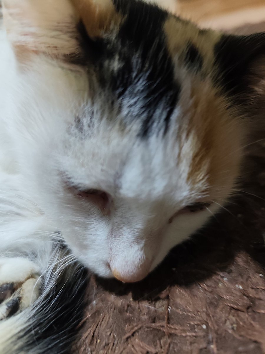luna ★ tweet media