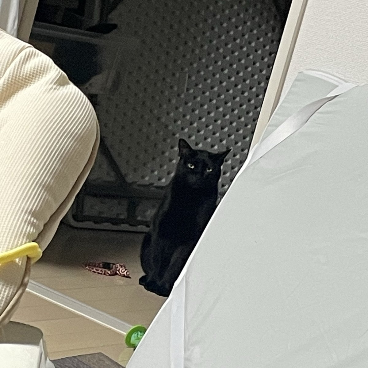 anyuhouse's tweet photo. もぉ30分動かずにこっちを見てて

怖い

 #猫 https://t.co/B0nUyMVRr4