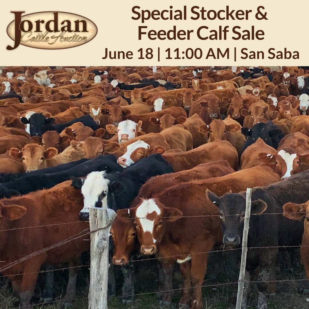 JordanCattle's tweet photo. Thursday's Special Stocker &amp; Feeder Calf Sale will feature uniform drafts of weaned and non-weaned stocker, feeder, and yearling cattle sell in conjunction with the regular weekly sale in San Saba. 

Early offerings: https://t.co/A3Dvd0c8Ck https://t.co/AhVdT0ep6V