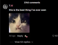 OrionCat__'s tweet photo. I just found the next viral cat.

This cat called Orion is pulling 4M+ views on TikTok in just a few days.

The comments are insane.

People are already creating memes on their own.

LOOK AT THE FACE.

CA: 7EnwPJ3TACqwW4v5ht2yXfaiU6yJ35RKpu93wakTpump https://t.co/WjOPwyTWPD