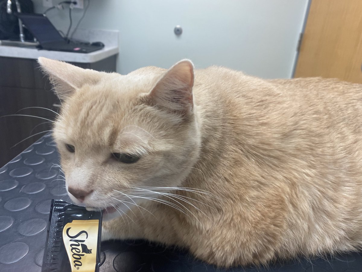 orangekittybutt's tweet photo. da nice lady im met today say im cute and sweetly but quite chonky
pretty healfy for my age tho https://t.co/srhLjjpobQ