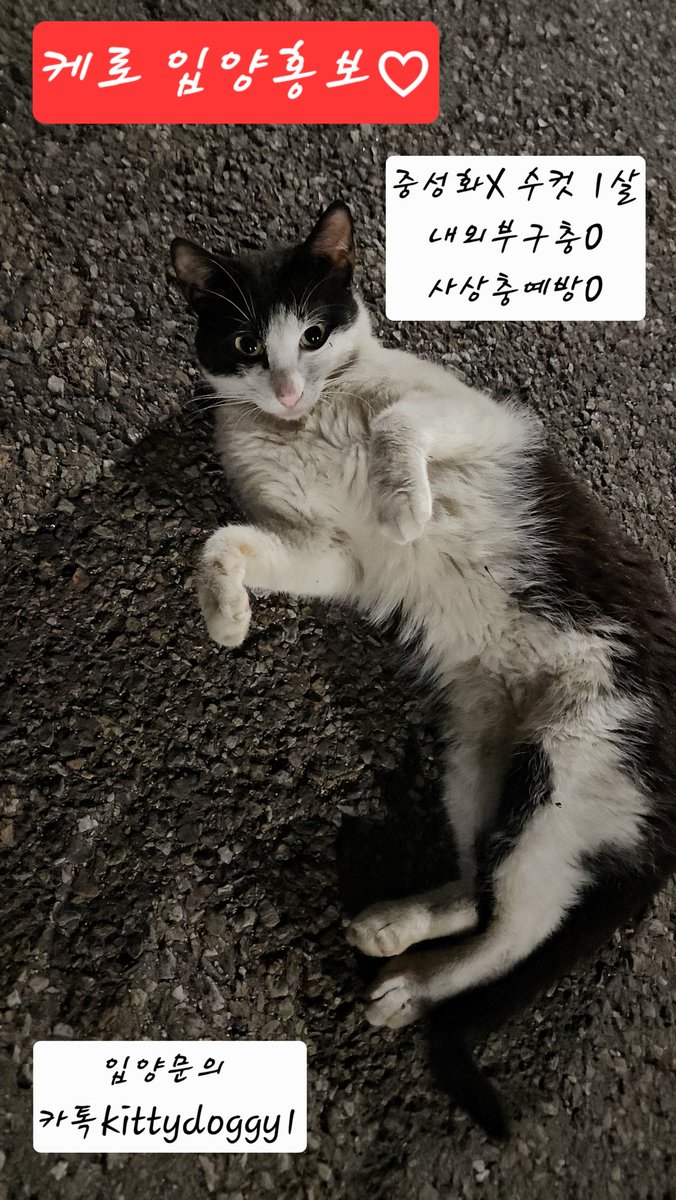 whowantsmycat's tweet photo. 엄청순해요 사람좋아해요
임보입양처구해요 https://t.co/obZ06HR9mN