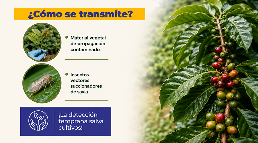 AgrocalidadEC's tweet photo. 🦠La Xylella fastidiosa es una bacteria destructora. ❌

✅Es importante que como productor estés al tanto del estado en el que se encuentran tus plantas. 🌿

Recuerda que la detección temprana salva cultivos.💪🏾 https://t.co/2C0AA7W505