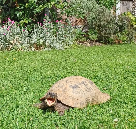 AlbertTortoise's tweet photo. HE got me. This is #ALBERTthetortoise reporting I was chomping #clover minding my #business. Wonder what I might be #shouting! Fair day. Warm enough. Good patrol. Good #feed. HE did #creative stuff. Hope the week started well. #TakeCare https://t.co/ifzLh573KF
#tortoise #books https://t.co/ZGp2RSygPw