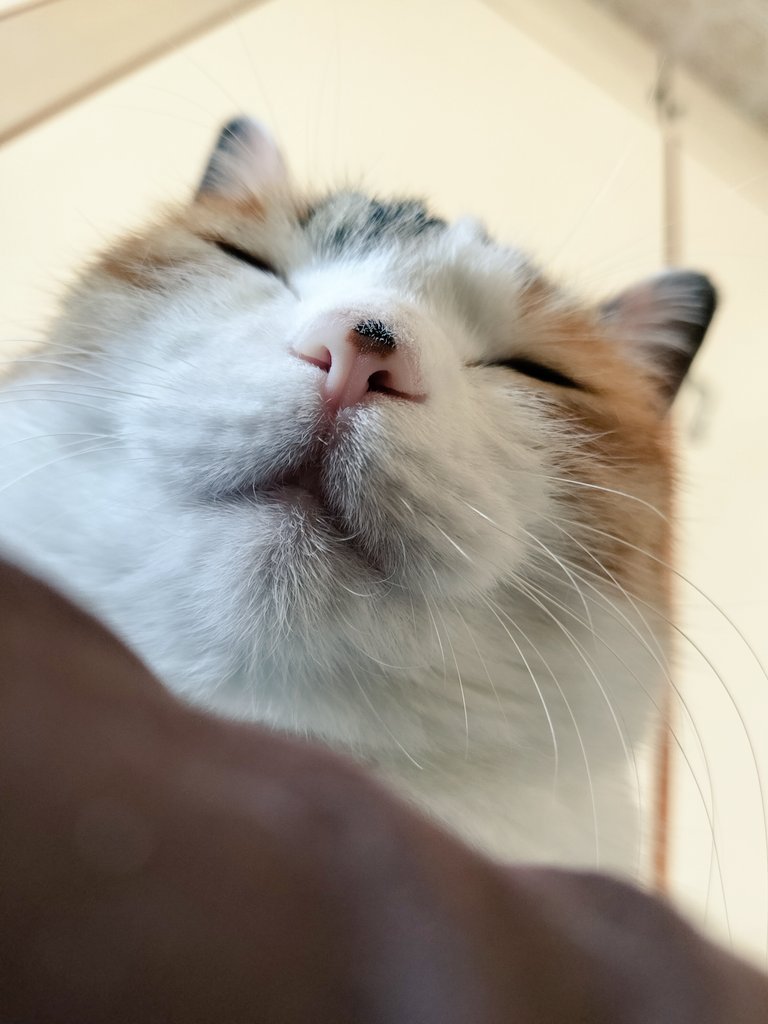 mikenekolala's tweet photo. あたらしいあさ！
あたらしいせかい！
きょうもいちにちふぁいとふぁいと！ https://t.co/A2bxfsXF4Q