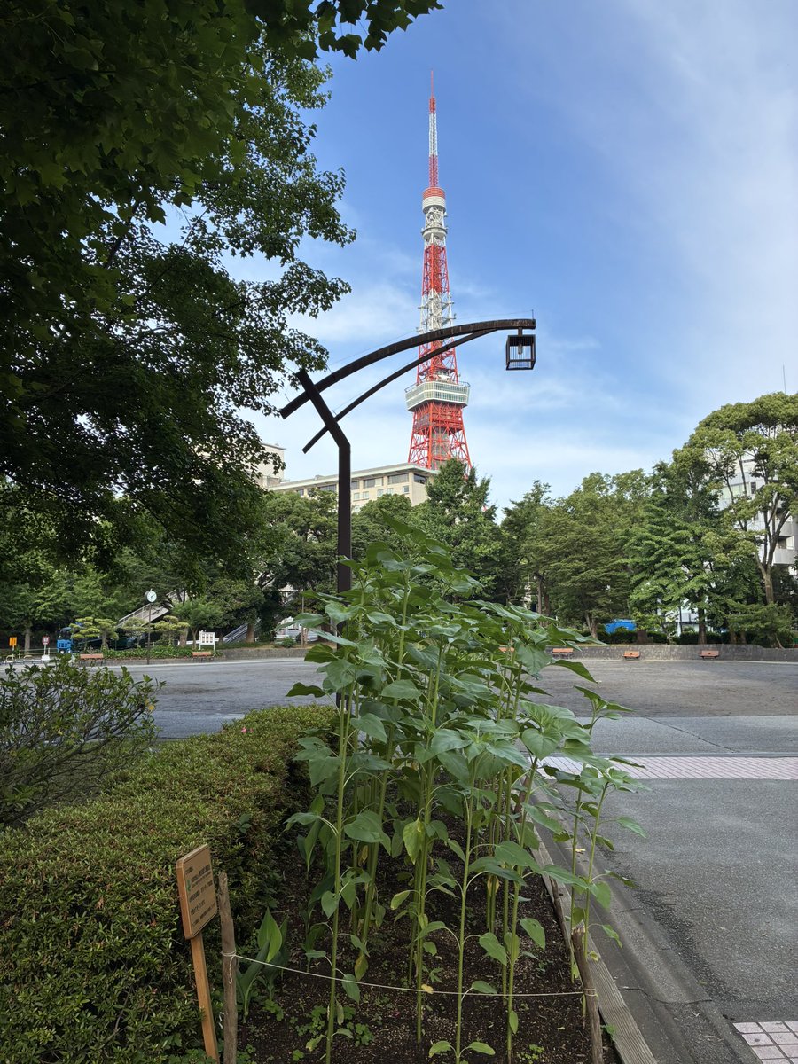 CleanupFrontier's tweet photo. おはようクリーンナップ
今朝は天気も良く暑くなりそうです
花壇にはクチナシの白い花が咲き
甘い香りがします
ひまわりは日に日に背を伸ばして
朝顔のツルも流木に巻き付き伸びています
今年は朝顔咲くと良いですね
21日日9時から
芝公園4号地のクリーンナップです
是非、ご参加ください https://t.co/BdljCB8TTu