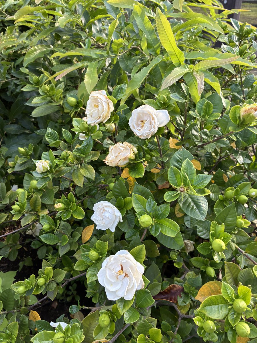 CleanupFrontier's tweet photo. おはようクリーンナップ
今朝は天気も良く暑くなりそうです
花壇にはクチナシの白い花が咲き
甘い香りがします
ひまわりは日に日に背を伸ばして
朝顔のツルも流木に巻き付き伸びています
今年は朝顔咲くと良いですね
21日日9時から
芝公園4号地のクリーンナップです
是非、ご参加ください https://t.co/BdljCB8TTu