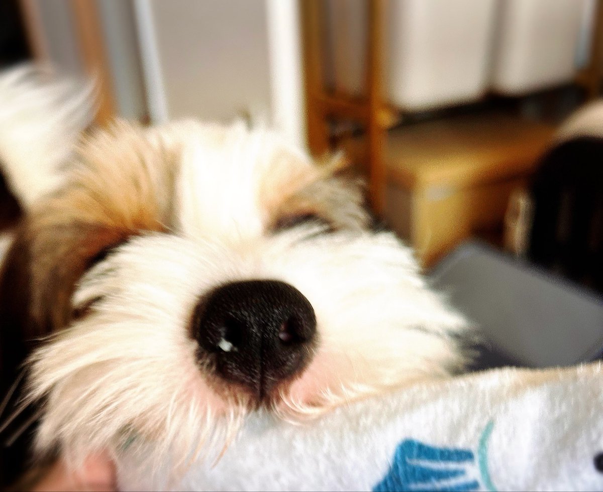 Non_game6's tweet photo. 最近のｲｯﾇ🐕
お姫様だこｲｰﾇ
半目すやすやｲｰﾇ
西日眩しーﾇ
はなくそまる見えｲｰﾇ https://t.co/1N7mJaIhzR