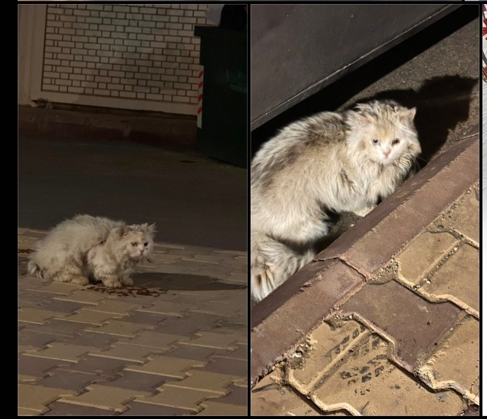 Animal_rescue0's tweet photo. #انقاذ #عاجل #الرياض 
الرياض حي الزهره
٠٥٥١٧٧٦٥١٥
قطه لها شهور في الشارع ماقدرت امسكها ابدا ، تخاف مره
احتاج احد خبير يمسكها لي https://t.co/Q1180r7OnG