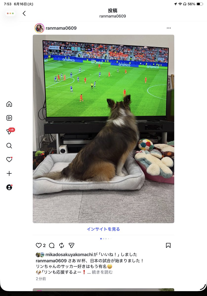 Ranmama0609's tweet photo. リンちゃん、今朝は3時50分という早い時間にお目覚め😅　二度寝をしたら起きられない、少し早くもお散歩に行くしかない🤣
綺麗な朝日をいっぱい浴びて朝ん歩したよ🦮🐾☀️🧡

🐶「ママ、次のサッカーは？」
👩🏻「日曜日」
応援する気マンマン😄

#シェルティ 
#sheltie 
#mysweetRin 
#リン 
#TeamRin https://t.co/Sn97ZzpfA4