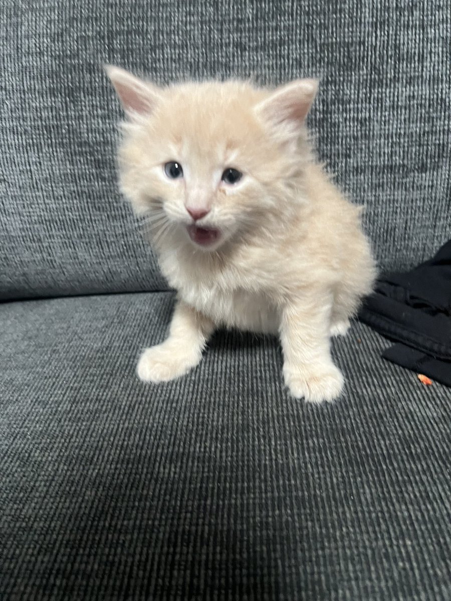 ITSALL4_HARRY's tweet photo. Anyone in the Atlanta area wants one or both of these cuties? https://t.co/yoAQfzPZwG