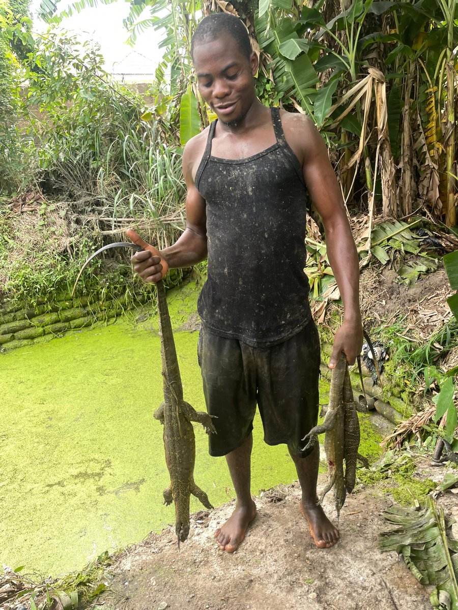 Tadexprof's tweet photo. After clearing these two ponds for stocking, we kpai these monitor lizards. Arthur must be enjoying this lifestyle.  E sweet die 😋 https://t.co/Wdq5HDKnTr