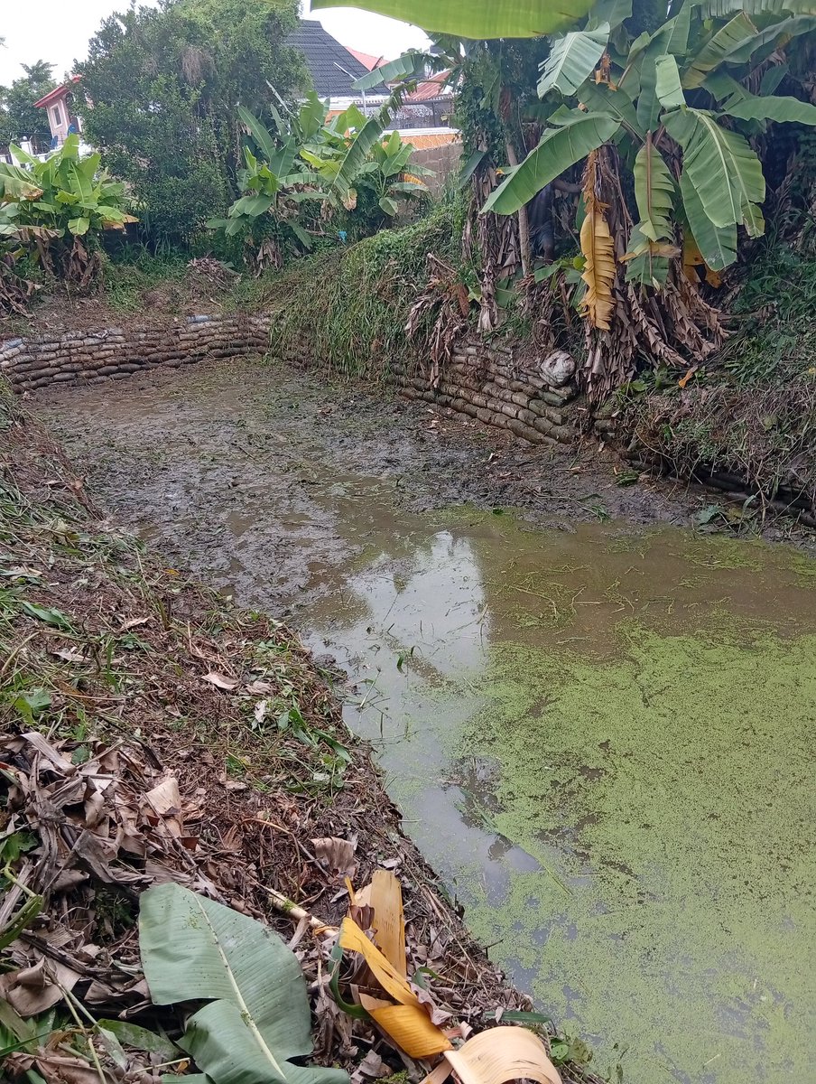 Tadexprof's tweet photo. After clearing these two ponds for stocking, we kpai these monitor lizards. Arthur must be enjoying this lifestyle.  E sweet die 😋 https://t.co/Wdq5HDKnTr