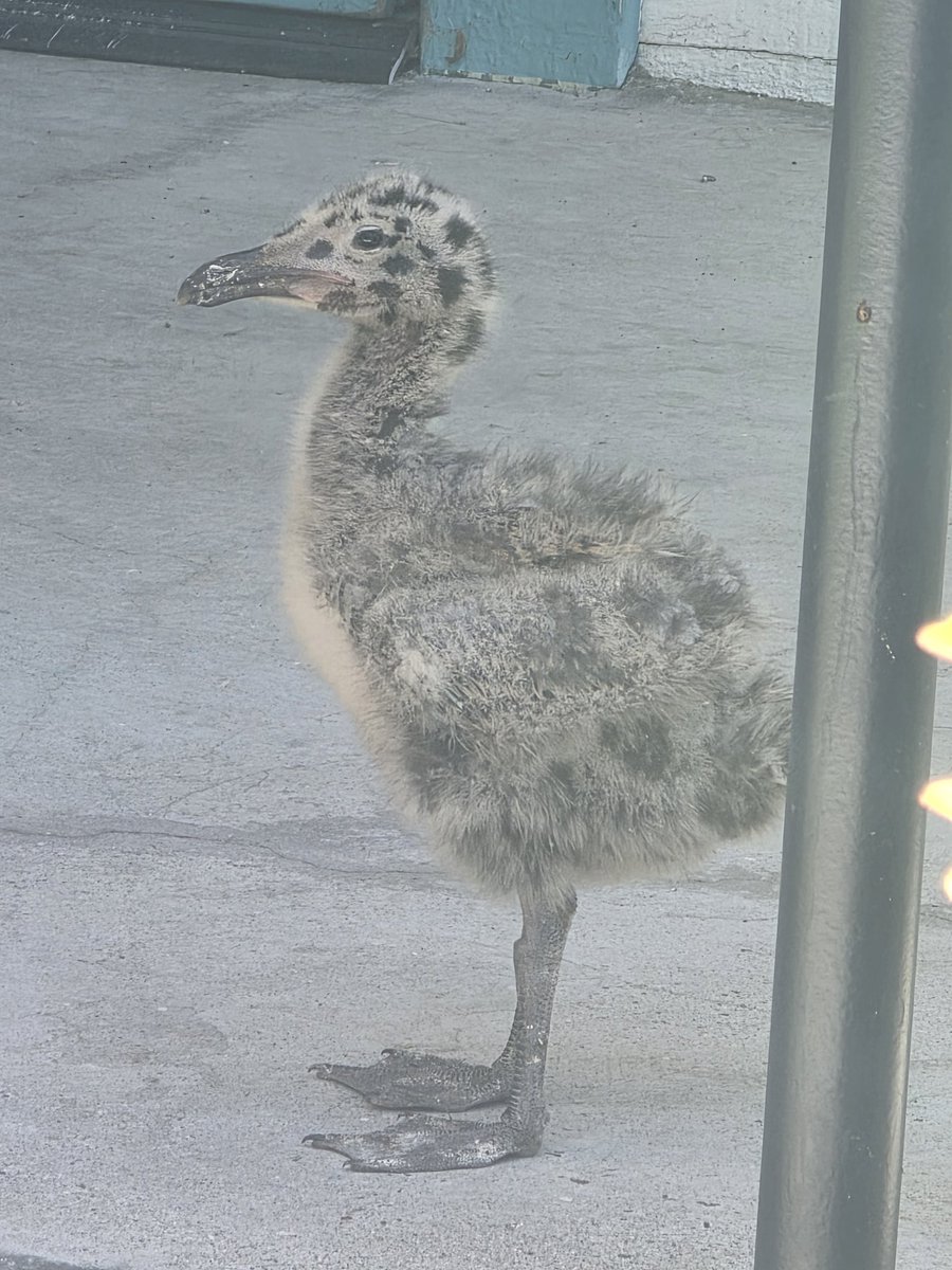 honeybaevt's tweet photo. Omg check out this funky baby bird I saw today
#vtuberirl https://t.co/igxACyXU7g