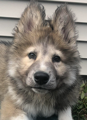 Adams_GOP's tweet photo. Dances with Wolves (and Your Tax Dollars): The Colorado Democrat Experiment Goes Full Chaos 🐺💸

Well, the results of the Front Range Democrat passion project are in, and it’s an absolute trainwreck. Colorado Parks and Wildlife finally had to put down another wolf after it went on a multi-county, 24-victim sheep-slaying spree. Turns out, forcing apex predators into ranching communities from an office building in Denver doesn't exactly make for a Disney movie.

Let's look at the "success" of this taxpayer-funded disaster: 

❌ The Body Count: 15 wolves are already dead. We are looking at a 40% mortality rate for the first batch and over a 53% mortality rate for the second. 

❌ The Cost: It has sucked up millions more than voters were lied to about in 2020. Rancher compensation claims are so high they broke the budget, forcing CPW to strip funding away from actual, functioning wildlife conservation programs to pay for it. 

❌ The Strategy: The state is now legally barred from using taxpayer money to buy more wolves. Not that they could anyway—literally every single neighboring state has told Colorado to pound sand when asked for more.

But don't worry, Governor Polis is on the case, releasing a statement blaming the wolf for "choosing" to continue to depredate. Yes, really. Because when a predator acts like a predator, it's the animal's fault, not the out-of-touch politicians who forced them into a completely incompatible environment.

This is what happens when virtue-signaling policy beats actual ecosystem management. Colorado ranchers and wildlife are paying the ultimate price for a radical partisan experiment.

https://t.co/LUjjAJ8SG1