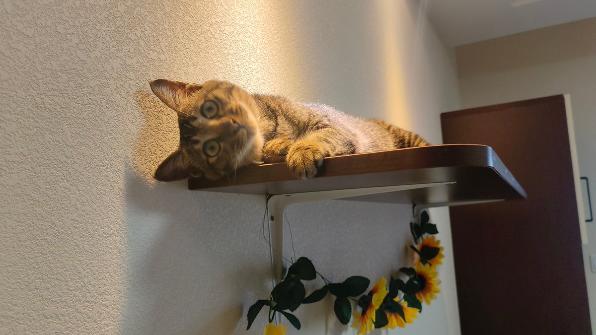 OliverKen1's tweet photo. Just had a quiet morning walk with my cat. The sunlight through the leaves and her soft purr made all the busy work stress melt away—small joys hit different.， https://t.co/JC16rukJzC