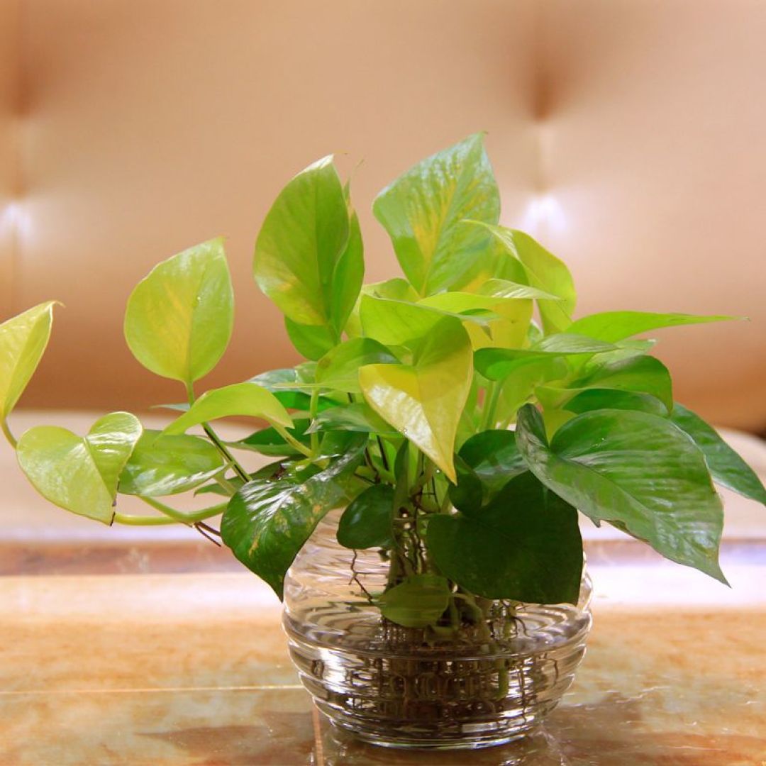 jacko781's tweet photo. Pro tip for your pothos: Let the top 2 inches of soil dry out between waterings! This hardy low-light plant will reward you with lush trailing growth.  #PlantCareTips https://t.co/ykcsOxKdCk