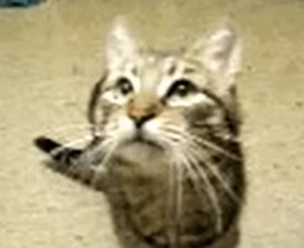 viotubing's tweet photo. LIVEEEE ON TWITCH

ETHAN KLEIN DROPS LAWSUIT AGAINST IDUBBBZ AFTER APOLOGY????? ALSO MARATHON SPONSOR ALSO WE YAPPING ALSO HAPPY MONDAY ALSO PICKLE ACTIVITIES ALSO GAY HOTDOG BADGE IF YOU GIFT 5 SUBS OR MORE FOR THE NEXT WEEK IN MY CHANNEL ONLY -

link belo :3 https://t.co/6naTNVGsfV