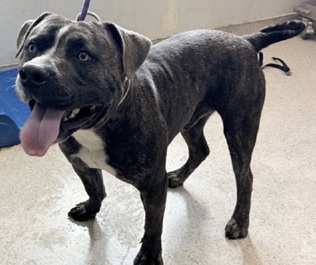 MoishesMom's tweet photo. 🚨 🆕 Stray Pibble boy NYCACC 🚨

Hypnos is a 4️⃣ year old chap who arrived at the Manhattan Pound in NYC 5️⃣ days ago…he’s 6️⃣8️⃣pounds

Hypnos Limited Bio ℹ 🔗 ⬇️

https://t.co/1I5UF5HE69

Hypnos needs a committed human who will give him the love & attention he needs…he had beautiful 🧊 blue eyes…DM @notthesameone2 to get help applying for him on the ACC site