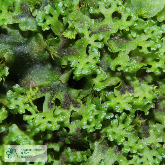 CompPlantBiol's tweet photo. What is the bioactivity potential of selected bryophytes? Find out at https://t.co/npiZmKVYkZ  #openaccess #botany @BiologyFaculty https://t.co/Fw1y5iT1Ix