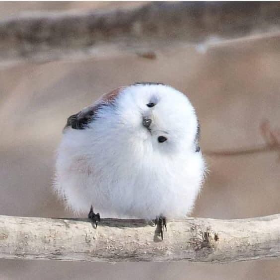 Birds tweet media