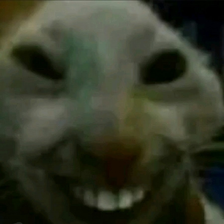Bajisita 🐀 ˙ᵕ˙ tweet media