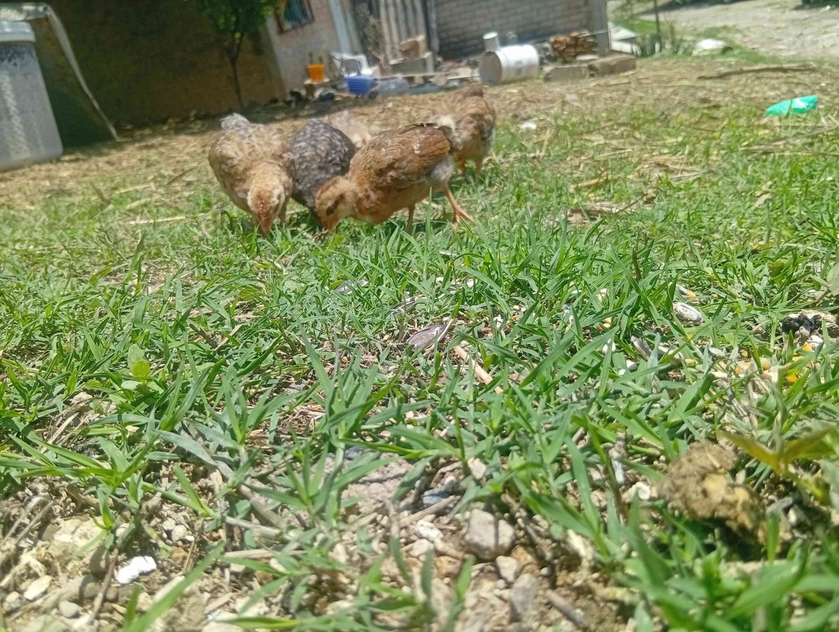 Friskoro_VT's tweet photo. Side quest de hoy, pollo https://t.co/pHZe70z0Bi