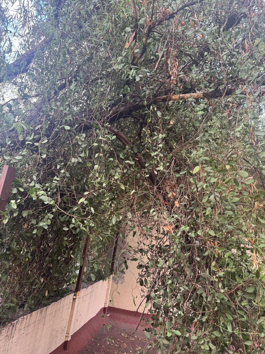 jan_clo's tweet photo. Acabo de pasar por la Calle de Choapan 14, Hipódromo, Cuauhtémoc, 06100, CDMX

Y hay un árbol que está en riesgo de caer, ya se quedó anclado a la casa que tiene enfrente. 
@AlcCuauhtemocMx @AlessandraRdlv @locatel_mx @SSC_CDMX @C5_CDMX @

Notificar a PROTECCIÓN CIVIL https://t.co/nd5qcqDTOc