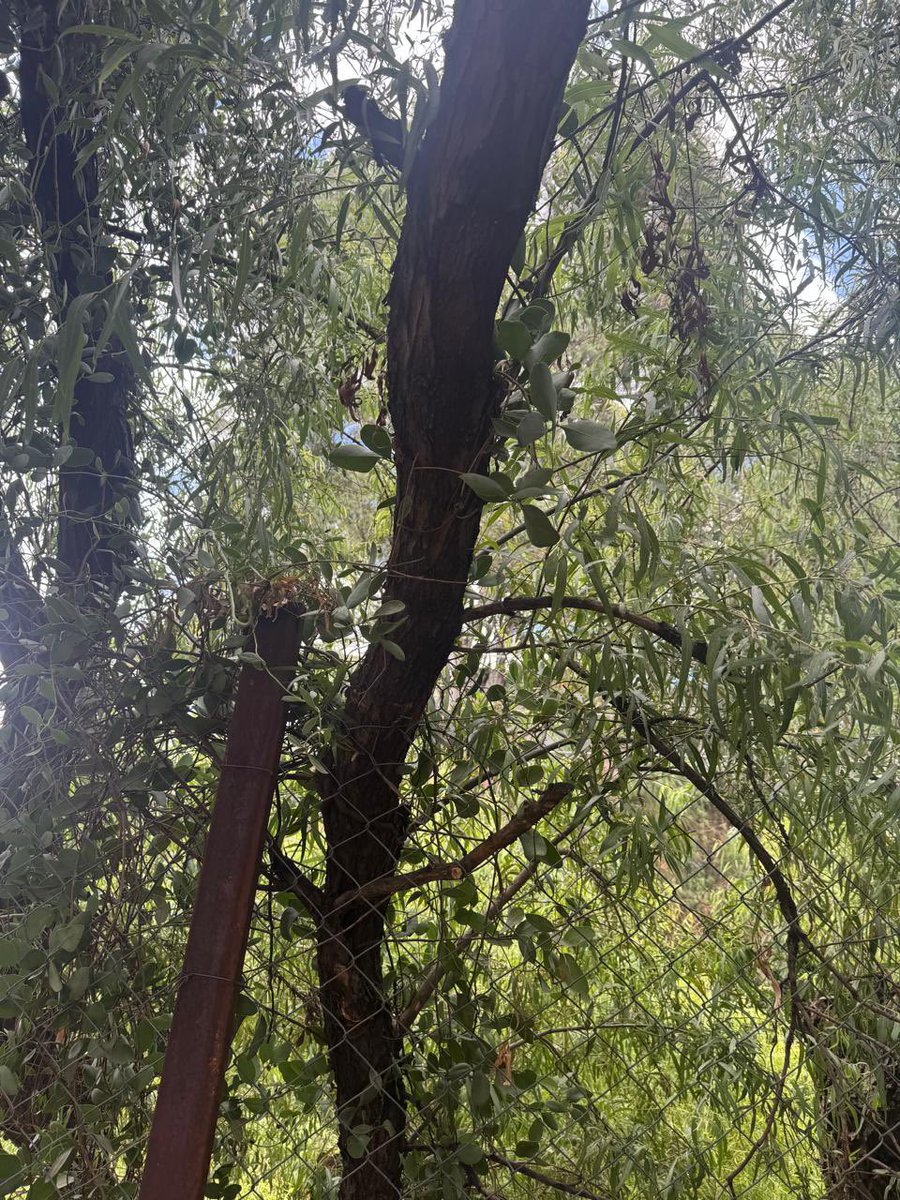 jan_clo's tweet photo. Acabo de pasar por la Calle de Choapan 14, Hipódromo, Cuauhtémoc, 06100, CDMX

Y hay un árbol que está en riesgo de caer, ya se quedó anclado a la casa que tiene enfrente. 
@AlcCuauhtemocMx @AlessandraRdlv @locatel_mx @SSC_CDMX @C5_CDMX @

Notificar a PROTECCIÓN CIVIL https://t.co/nd5qcqDTOc
