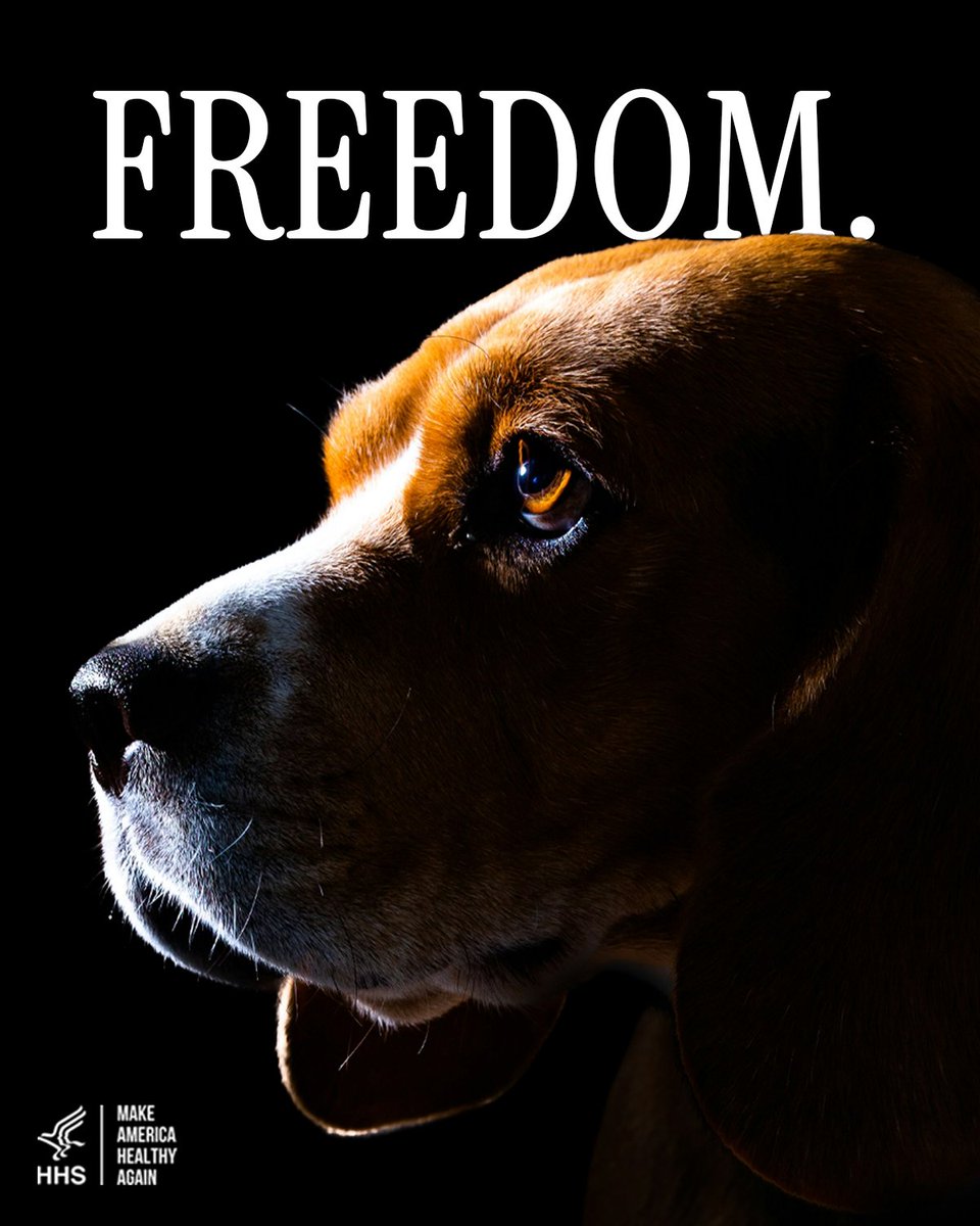 HHSGov's tweet photo. THREAD: Thanks to the leadership of @POTUS and @SecKennedy, 475 beagles are being freed from a breeding facility that supplied dogs for animal testing. https://t.co/2KmdStlAnw