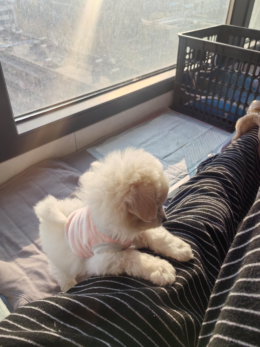 Tycotools's tweet photo. My fur baby hit 6 months today!  She went from a tiny sleepy nugget to a zooming little chaos gremlin who steals socks and kisses nonstop—best 6 months of my life! https://t.co/dwZ3FM0s3s