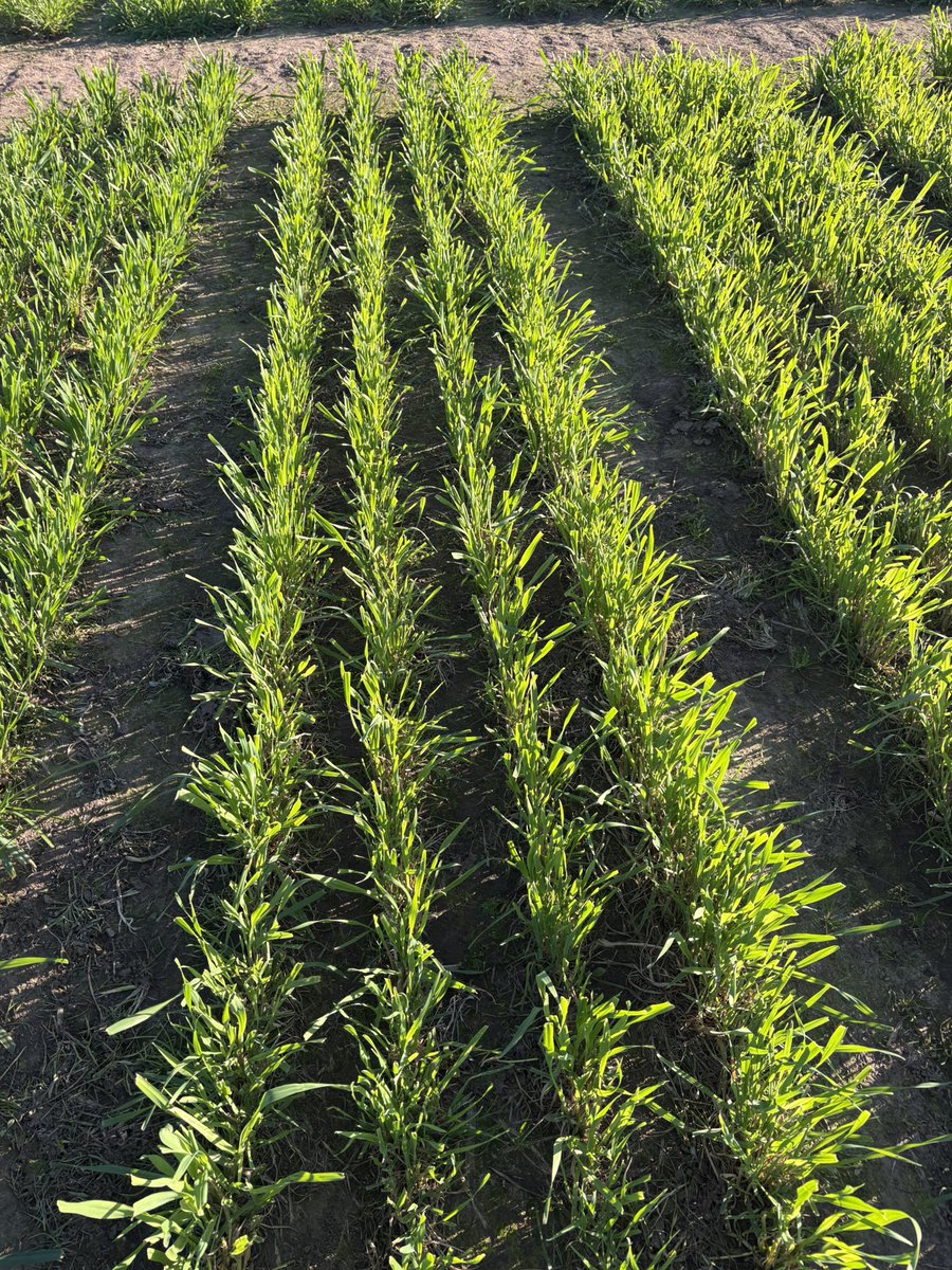 PastureGenetics's tweet photo. Ensayo de avenas de pastoreo:
Hoy 15/6 tiene 12 días de rebrote
Tercer corte ✂️ 3/6
Así luce FRONTEIRA
⚫️🟢 https://t.co/BCdbQR8x77