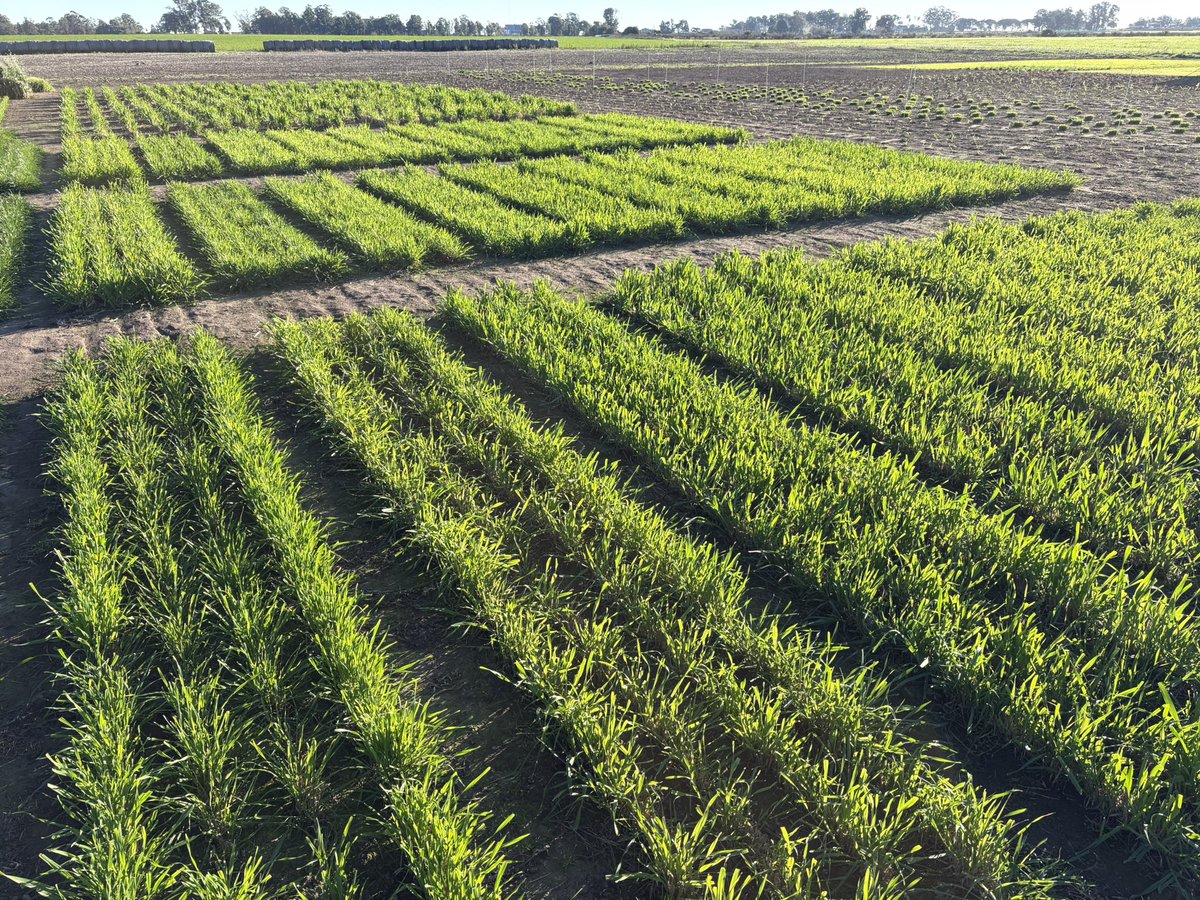 PastureGenetics's tweet photo. Ensayo de avenas de pastoreo:
Hoy 15/6 tiene 12 días de rebrote
Tercer corte ✂️ 3/6
Así luce FRONTEIRA
⚫️🟢 https://t.co/BCdbQR8x77
