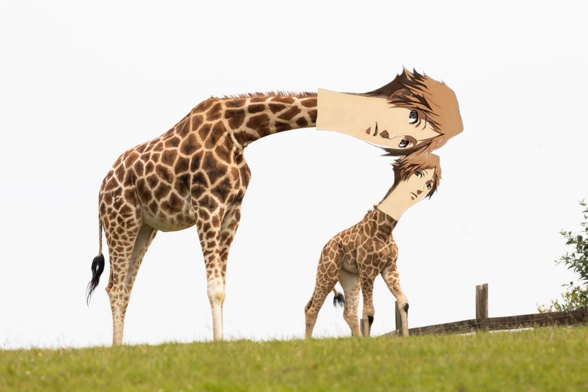 Ag0nent's tweet photo. A mom Yosuke has been spotted taking care of her child—what a beautiful marvel of Nature.🦒🥹 https://t.co/TU7fCBjgir