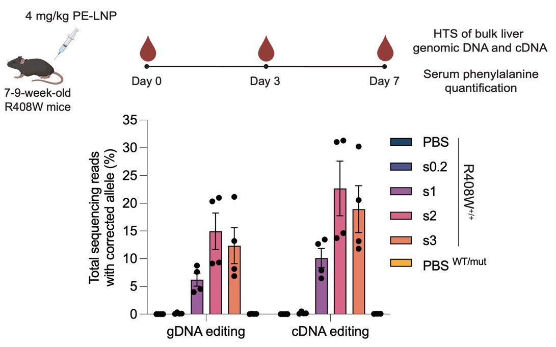 yaireinhorn's tweet photo. Here is another ground breaking research from Prof. @davidrliu - from Harvard & @broadinstitute and the co-invetor of Base Editing - $BEAM & Prime Editing - $PRME, in which a new all-RNA lipid nanoparticle (LNP) delivery platform for efficient In Vivo Prime Editing (PE) was introduced 🧵👇. Genetic delivery is by far the biggest challenge and scientific bottleneck which prevents Gene Therapy, CRISPR & other Gene Editing platforms - such as Base Editing & Prime Editing, from curing thousands of genetic diseases. The importance of these new findings - identifying bottlenecks in Prime Editor delivery, developing a workflow for LNP optimization and using it to rescue a mouse model of phenylketonuria, are critical to overcome the genetic delivery challenge.