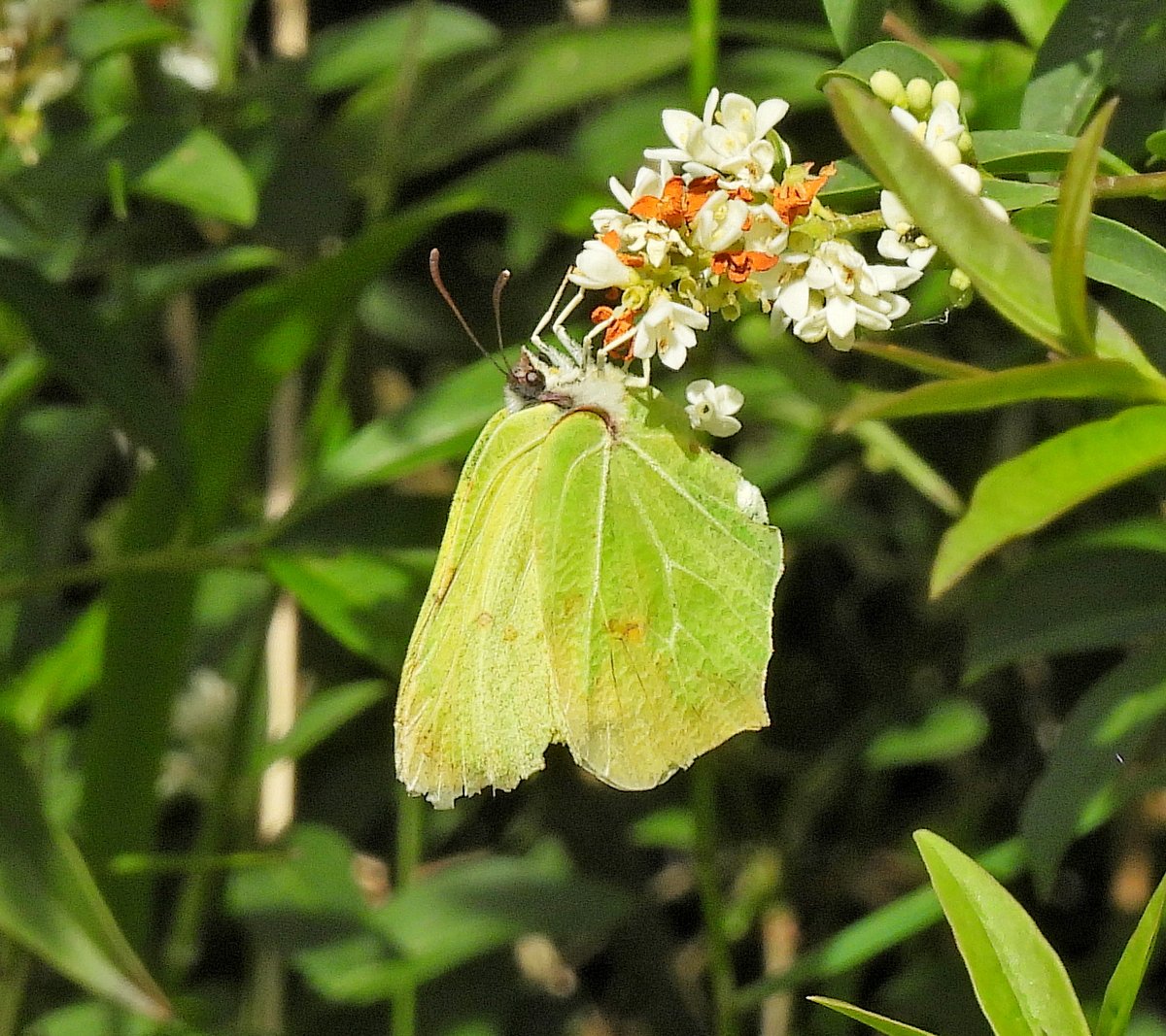 HargraveClive's tweet photo. Martin Down NNR. Small Skipper
Painted Lady, Brimstone and  Small Copper.
@savebutterflies #TwitterNatureCommunity https://t.co/91l6kcr2Iz
