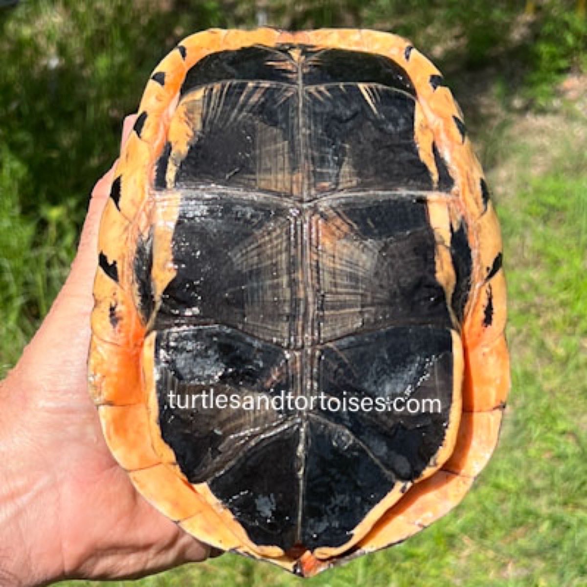JayFrewer's tweet photo. Hainan Three-striped Box Turtle (Cuora trifasciata luteocephala)
.
.
#HainanThreestripedBoxTurtle #Cuoratrifasciataluteocephala  #photooftheday #turtlesandtortoisesinc https://t.co/bX4GSWvMSJ
