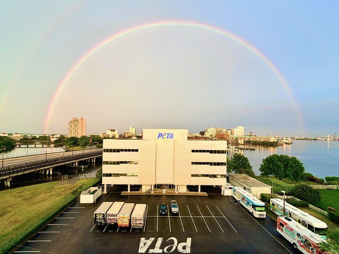 peta's tweet photo. After the rain comes hope 🌈✨

This magical moment was captured at PETA’s HQ 💙🐾 where we’ll always keep pushing for a better world for animals! https://t.co/gChxWPcZKE