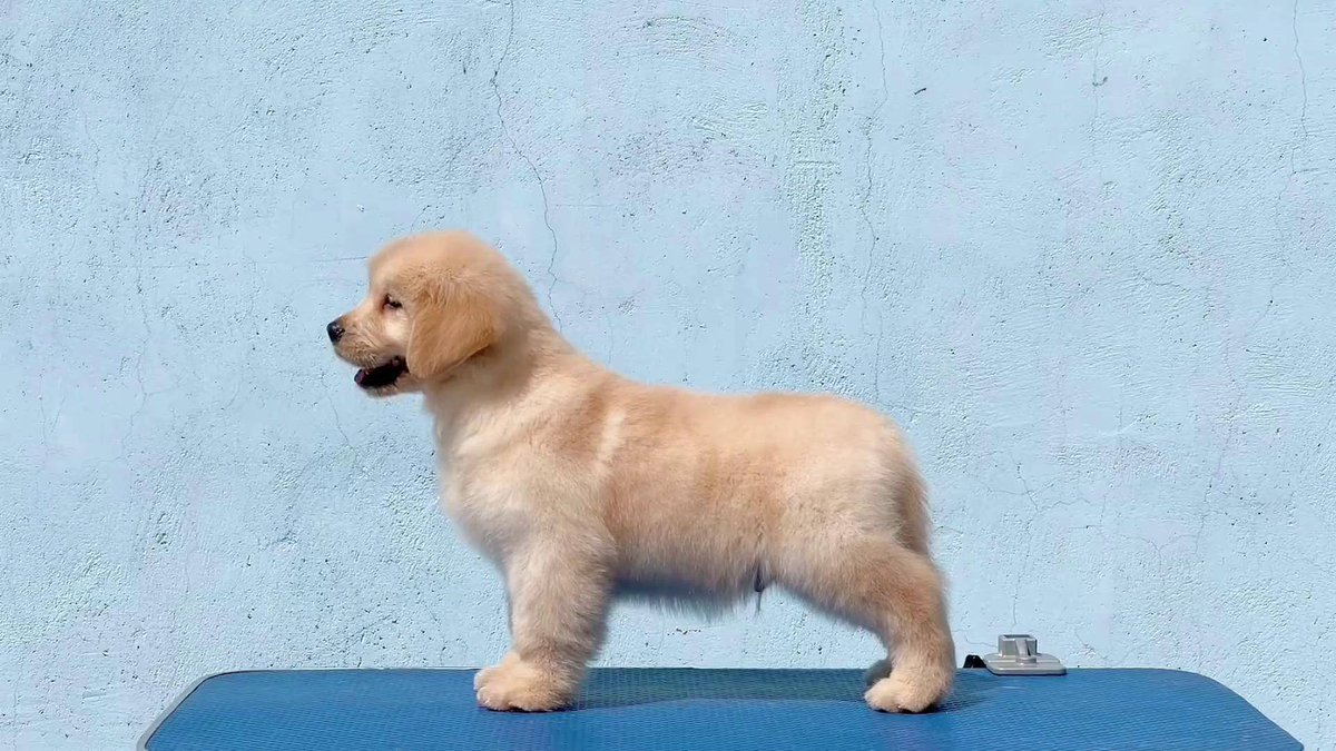 nanivillarim's tweet photo. [My fluffy furball just hit 6 months old—from a tiny wobbly pup to a zooming, snack-obsessed little angel, every grow step’s my favorite! ]， https://t.co/tshmeMLwYB