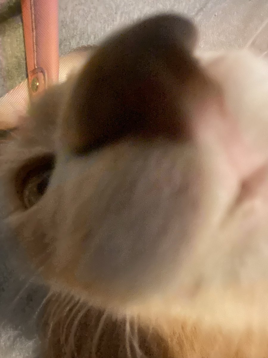 orangekittybutt's tweet photo. sniff sniff https://t.co/bYKFt8Zk1Z