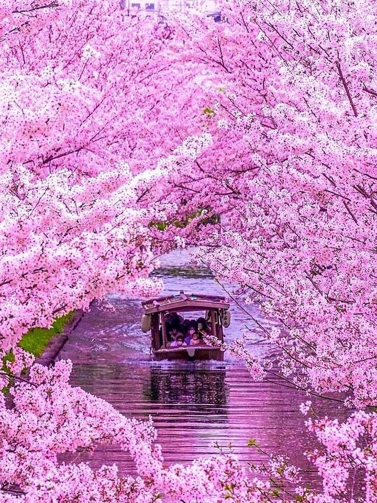 BeautyofNa28258's tweet photo. Japan 🌸🗼🇯🇵 https://t.co/yX1GuhKvQ2