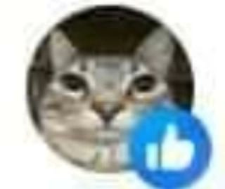 daily cats ♡ tweet media