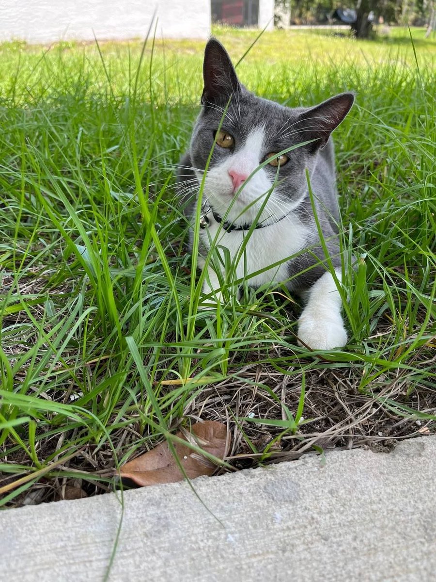 toptropicals's tweet photo. 🔤 Beautiful masterpiece 

"My garden is my most beautiful masterpiece."
 - Claude Monet -

🐈📸 Cat Mittens at TopTropicals  https://t.co/VHohEMmRFC. 

#PeopleCats #Quotes
#CatsLover #catsoftheday
#CatsIsMyFavourite 
#CatsGardeners https://t.co/ZP2uPCWvDJ