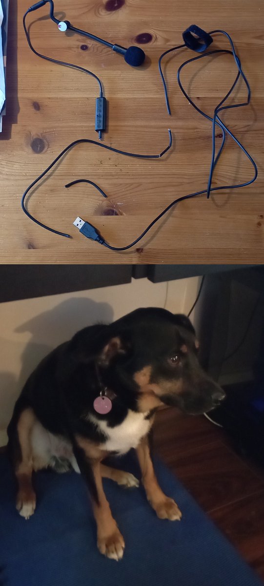 AntlionAudio's tweet photo. Dog shaming time! Every once in a while a customer's dog (or cat) decides a ModMic is the best chew toy. While it sadly is not covered by our warranty, we do offer discounts in exchange for the shame picture to share!

How can you stay mad though!?

#dogshaming #ModMic #puppers https://t.co/H7hNhJSOHj
